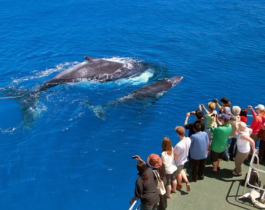 Whale and Dolphin Watching Tours Dominica
