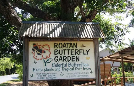 butterfly garden roatan
