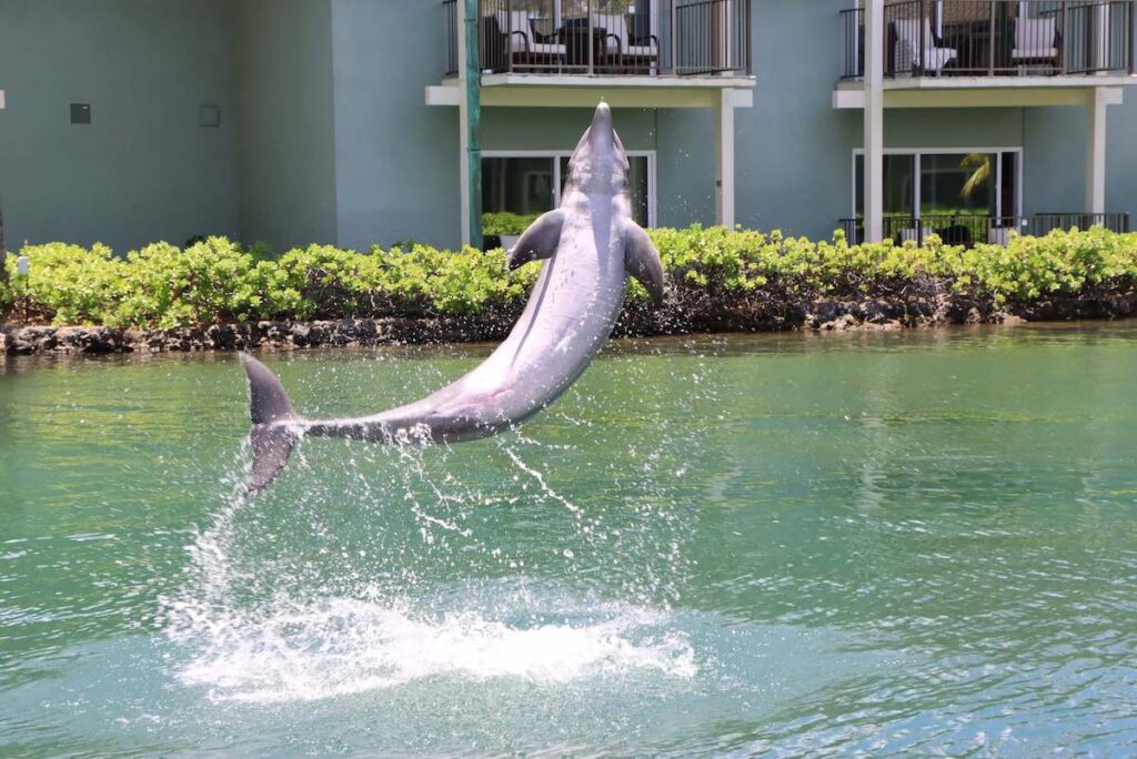 Dolphin Quest at The Kahala Resort