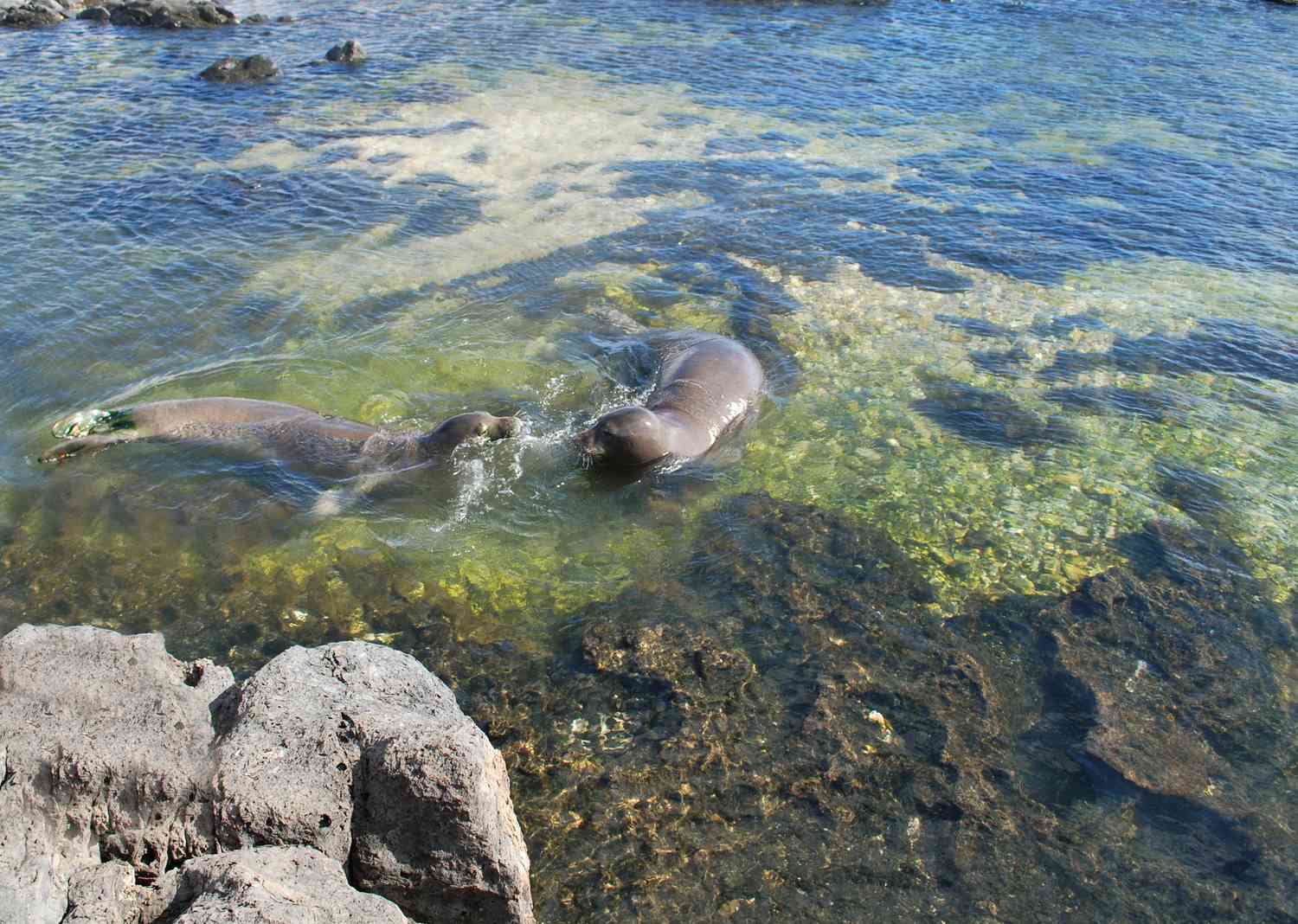 Ka'ena Point Trail (Kid-Friendly Hike to See Monk Seals)