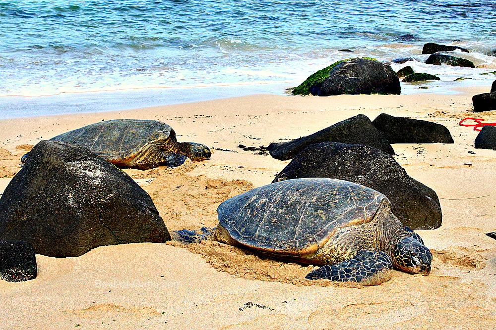 Laniakea Beach (Turtle Beach)