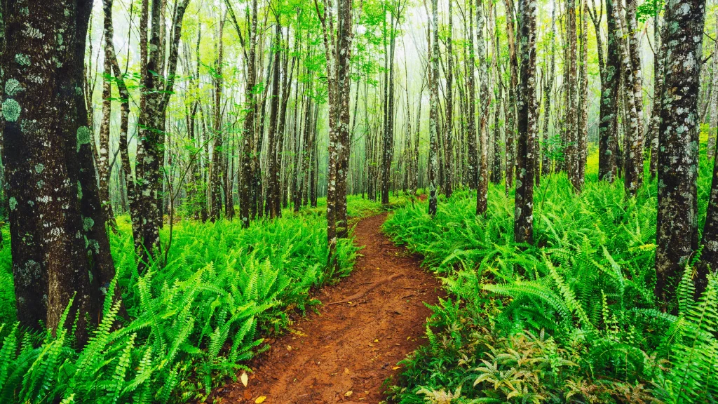 Makawao maui