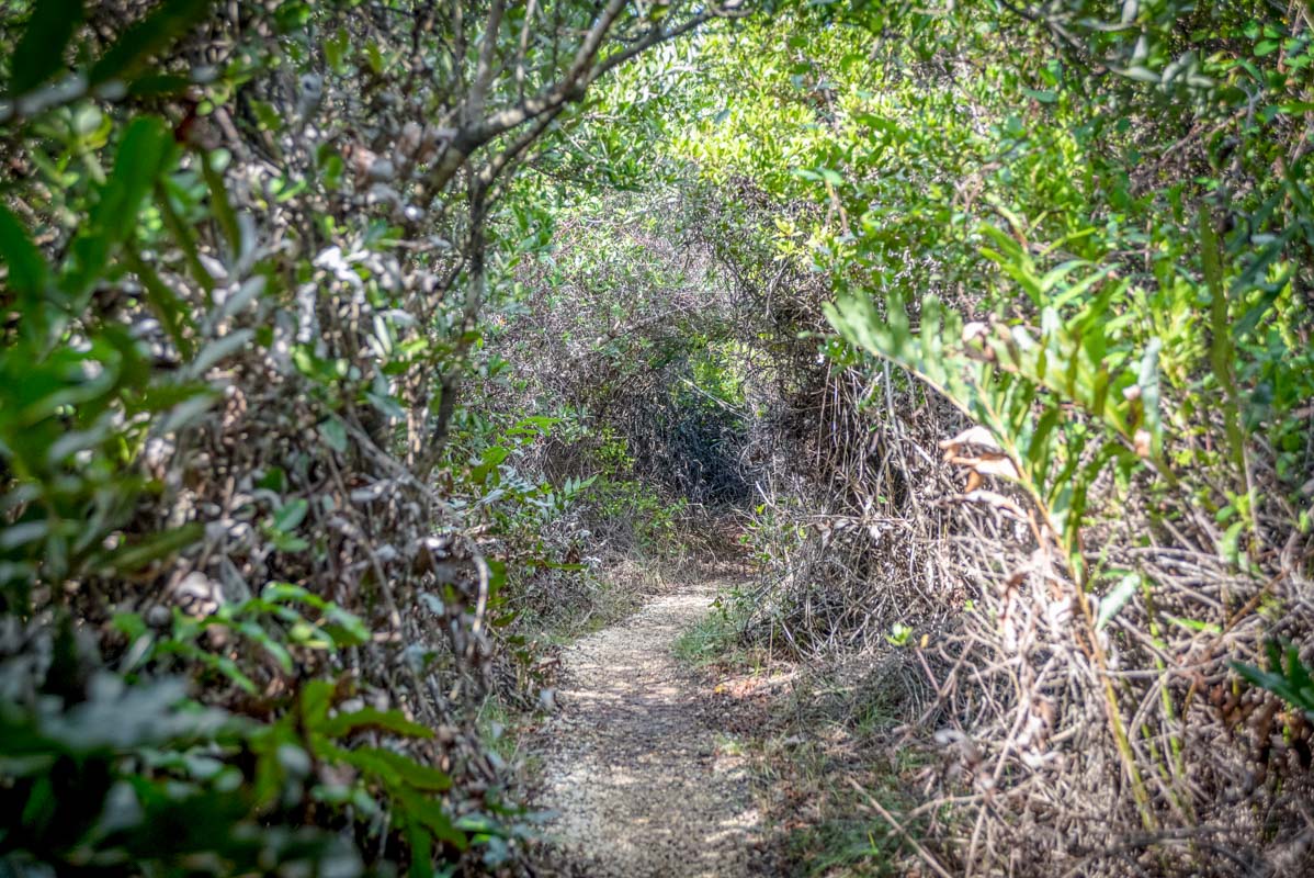 The Mastic Trail
