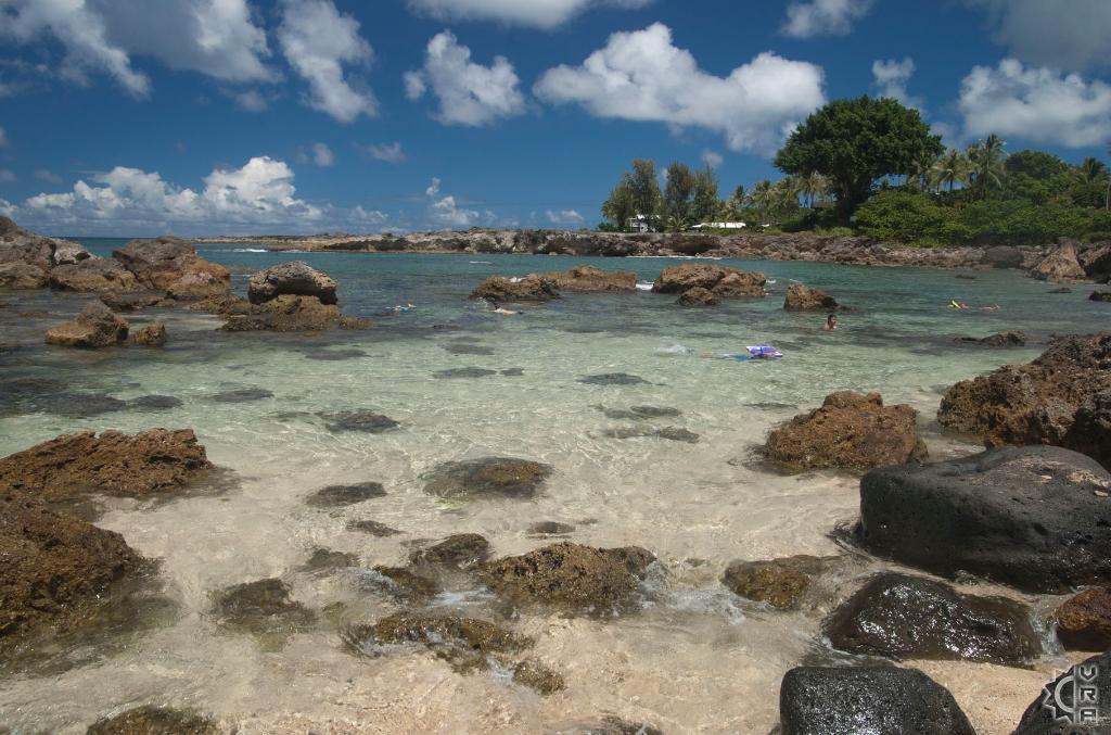 Shark's Cove Tide Pools