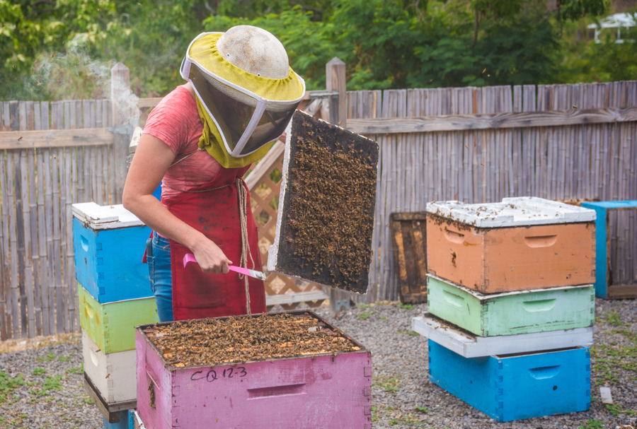 Big Island Bees