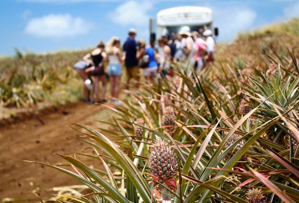 maui-pineapple-tour