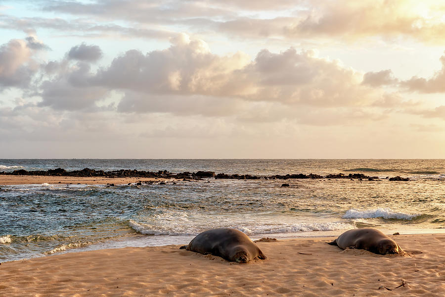 Hawaiian Monk Seal Viewing at Poipu Beach