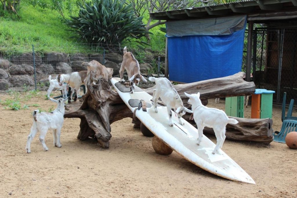 surfing goat maui
