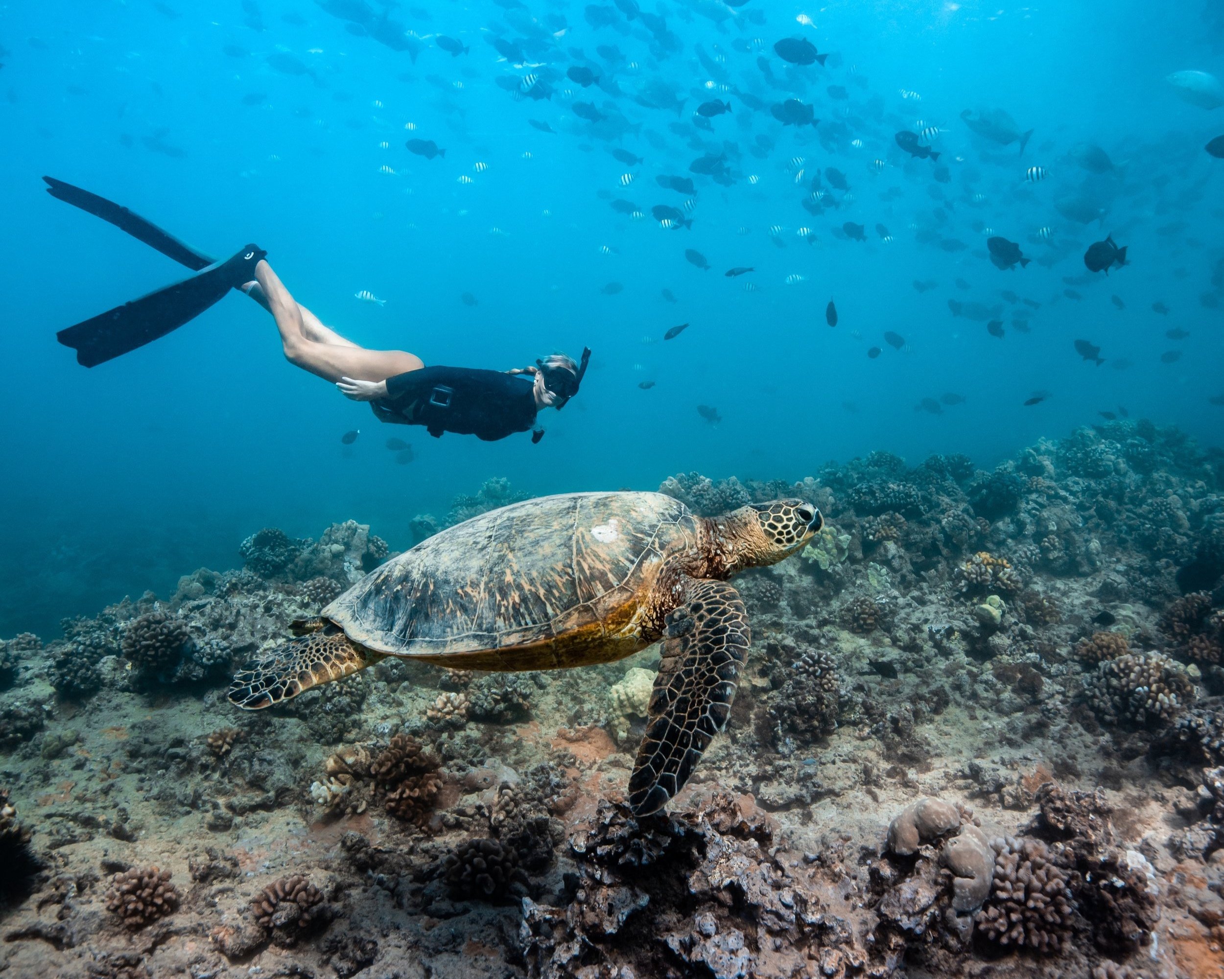 Turtle canyon