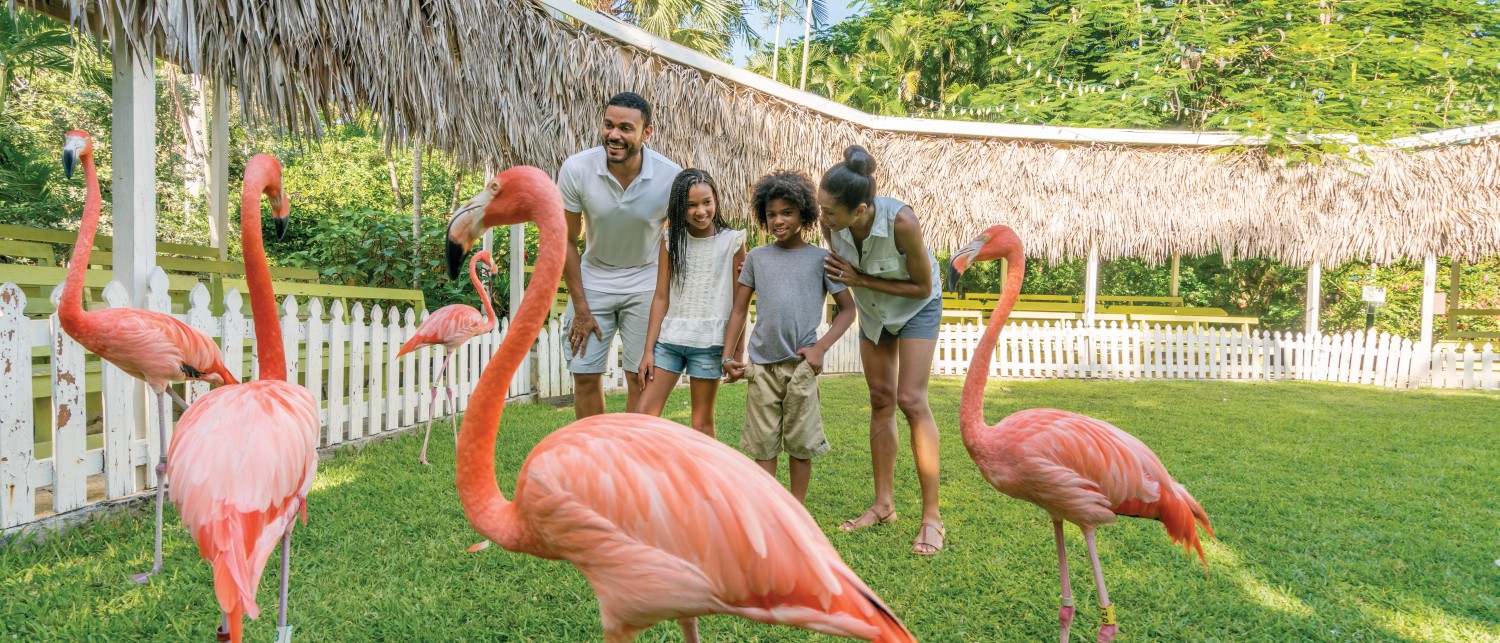 Ardastra Gardens and Wildlife Conservation Centre bahamas