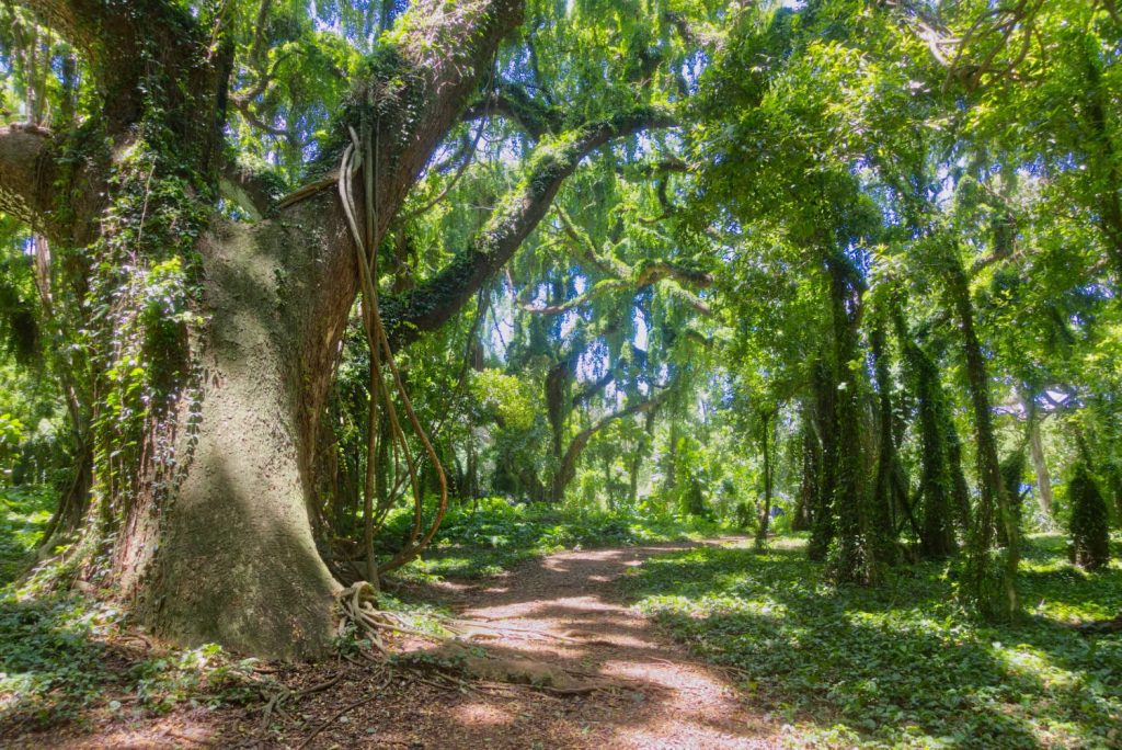 Honolua-Bay-Access-Trail maui