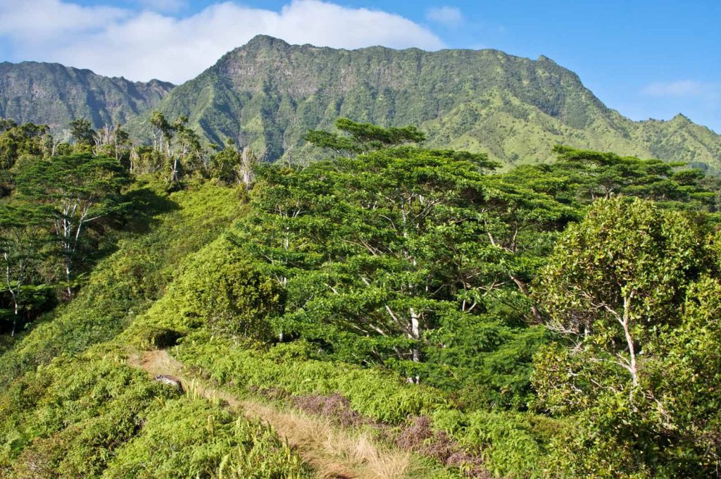 Kuilau-ridge-trail kauai