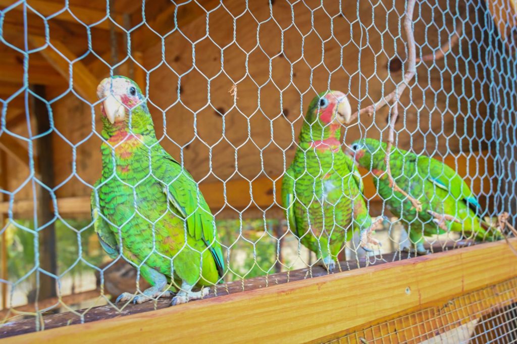 Parrot-Sanctuary-cayman