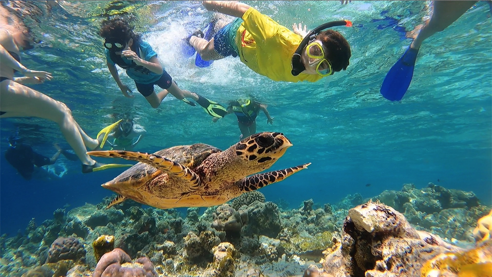 Turtle Reef Snorkeling bahamas