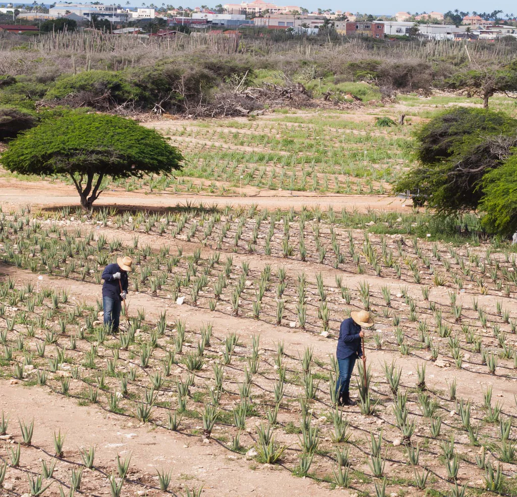 aloe vera factory tour aruba