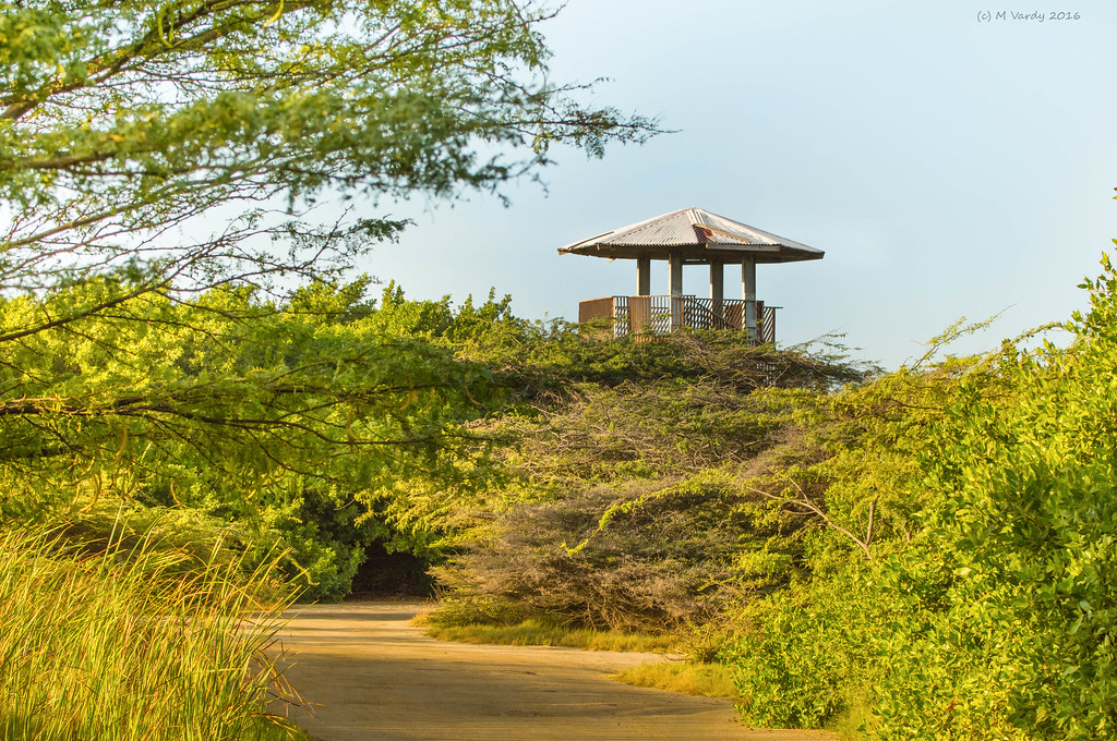 bubali bird sanctuary aruba