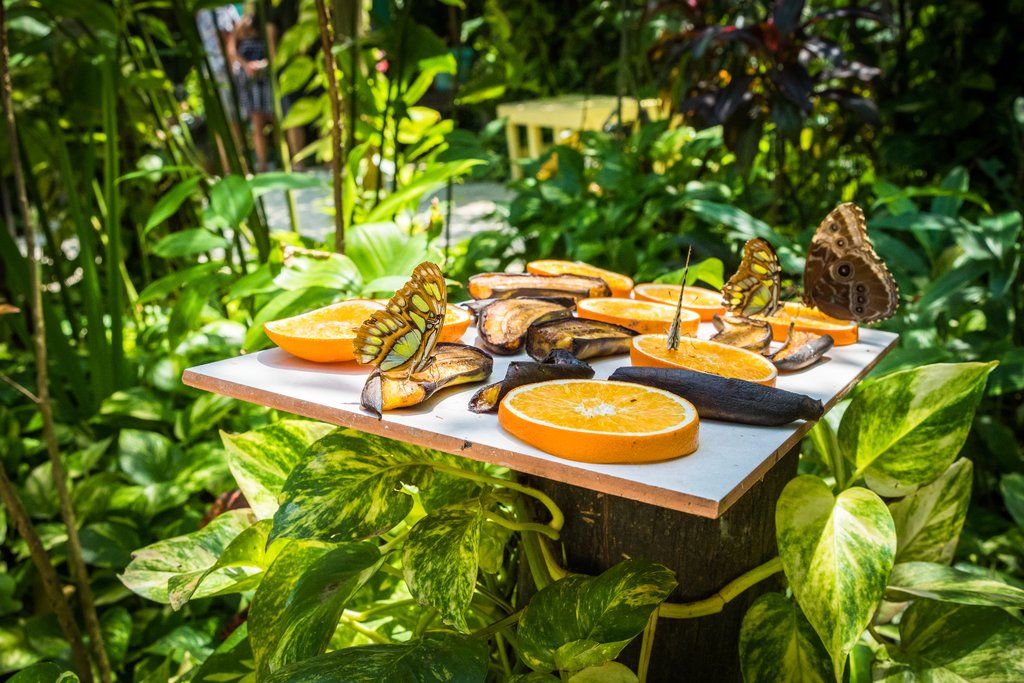 butterfly farm aruba