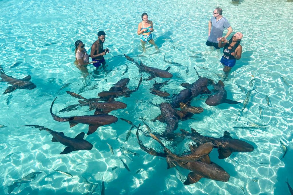 compass-cay-sharks-exumas bahamas