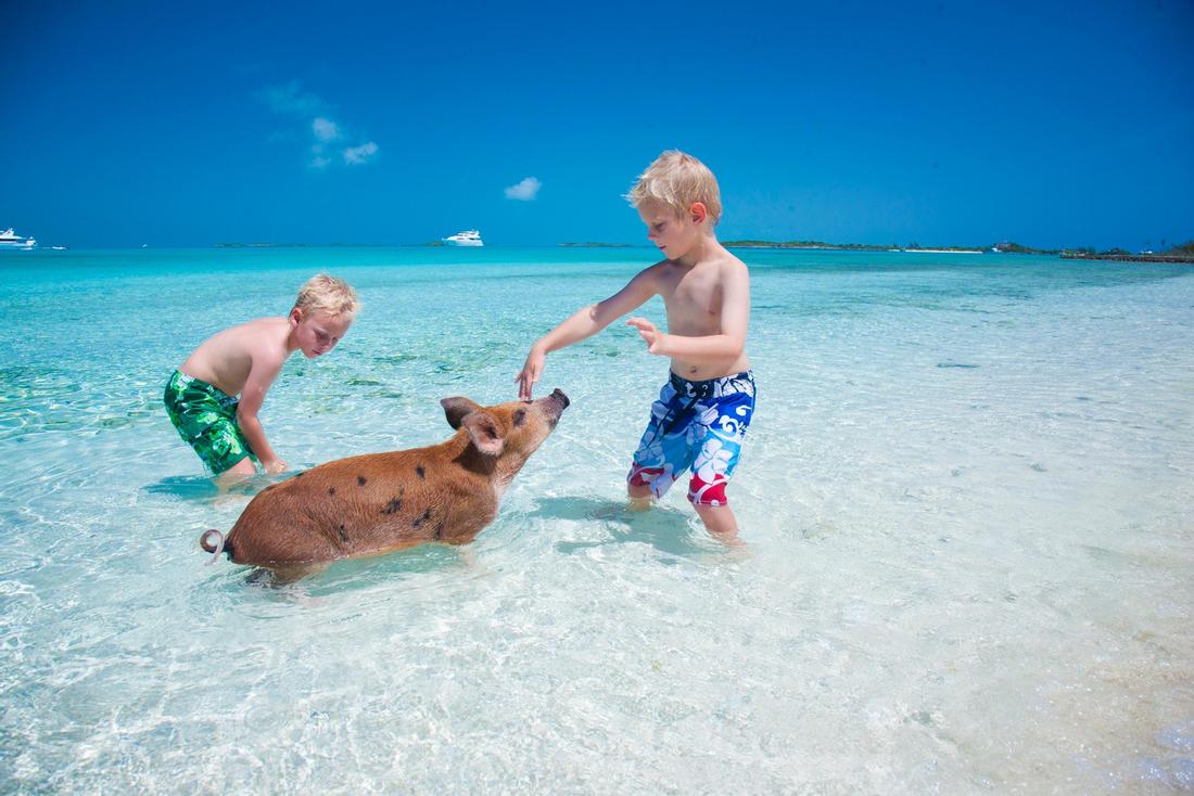 exuma swimming pigs bahamas