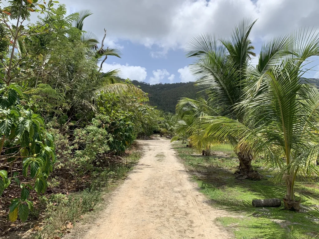 magens bay beach trail st thomas