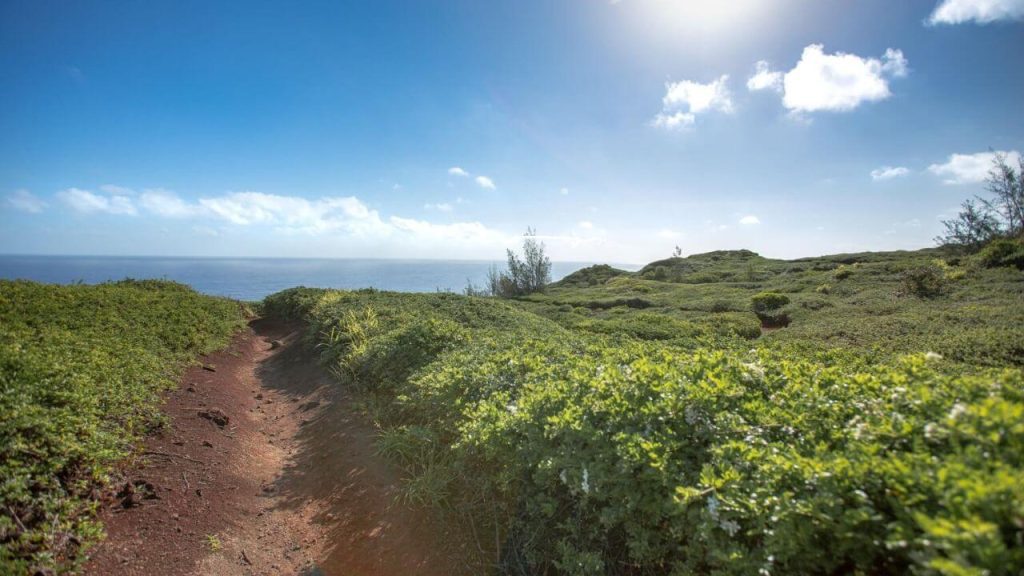 ohai trail maui