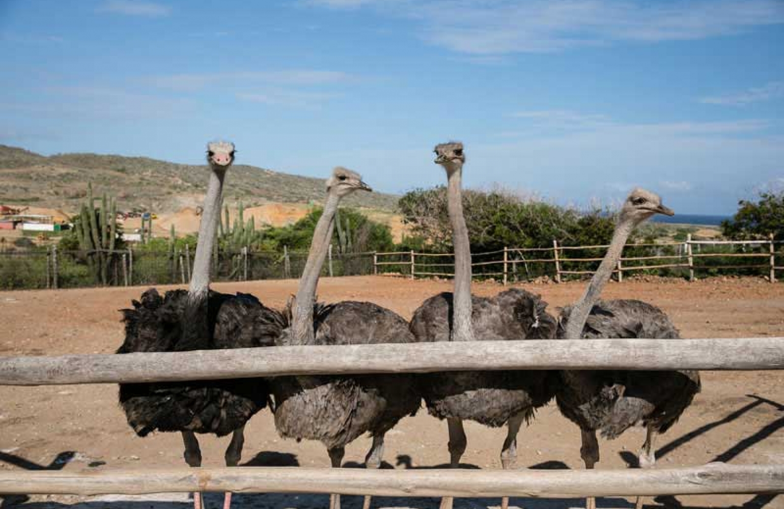 ostrich farm aruba