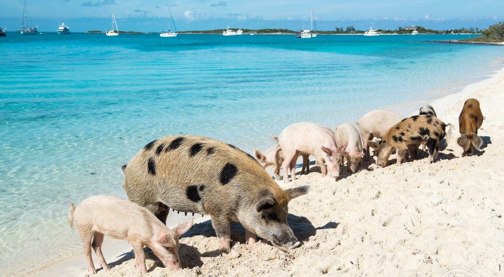 pig-beach-bahamas