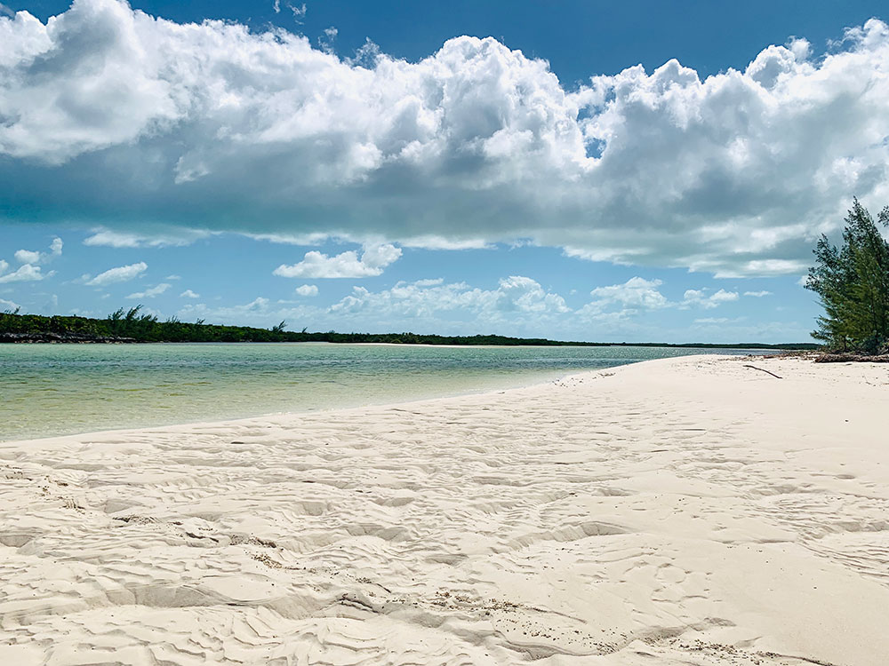 shark-creek-bahamas