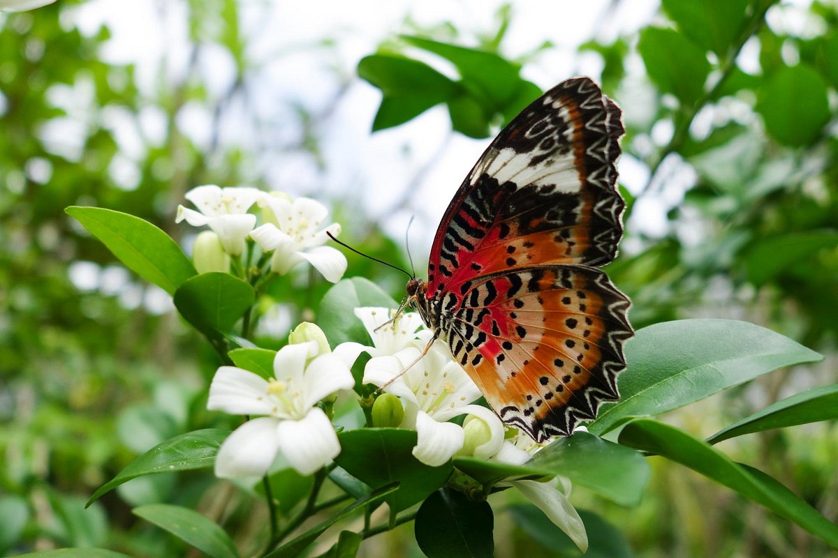 the-butterfly-garden st thomas