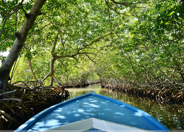 mangrove tour roatan