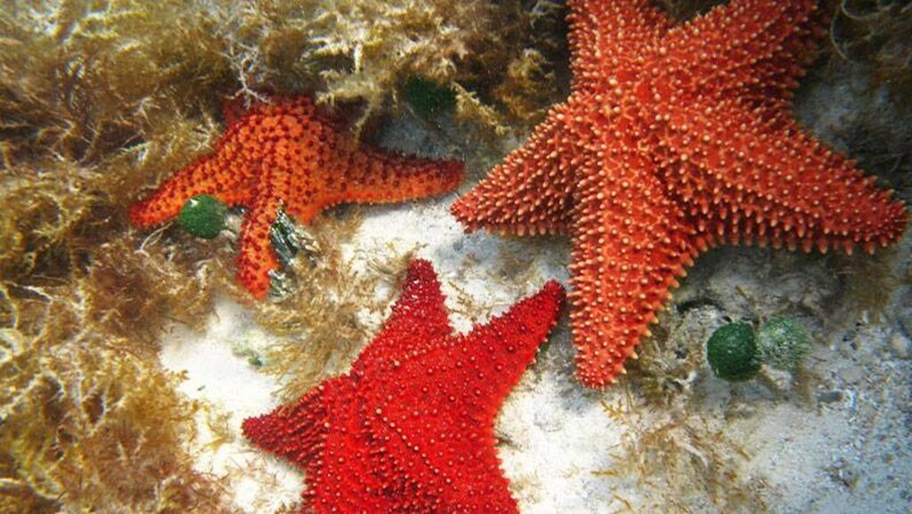 starfish-roatan