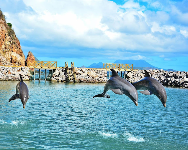 Dolphin Discovery St Kitts