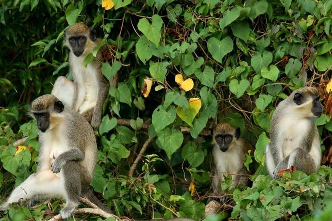 Monkeys-at-Bloody-Point-St-Kitts