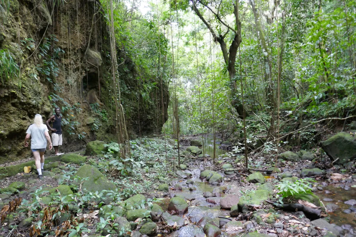 Rainforest-at-Wingfield-Estate-St-Kitts.webp