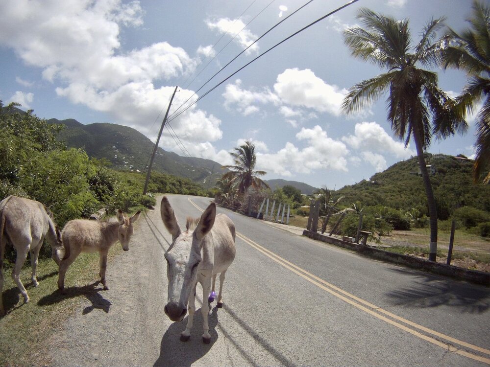 donkeys centerline road st john
