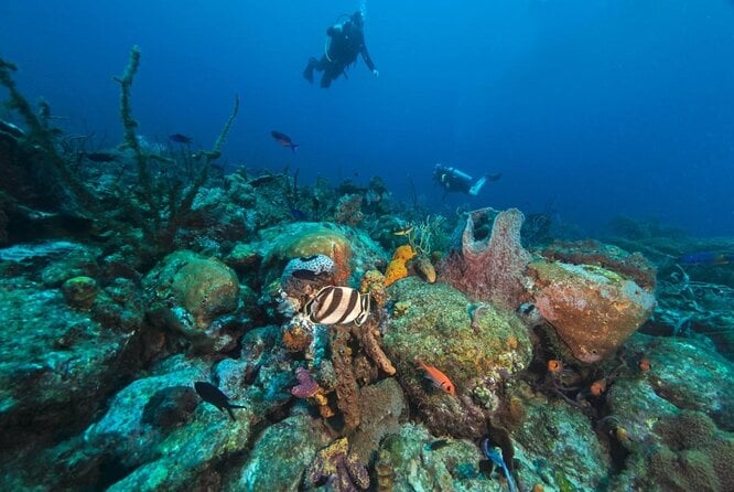 Cades Reef Snorkeling Trip
