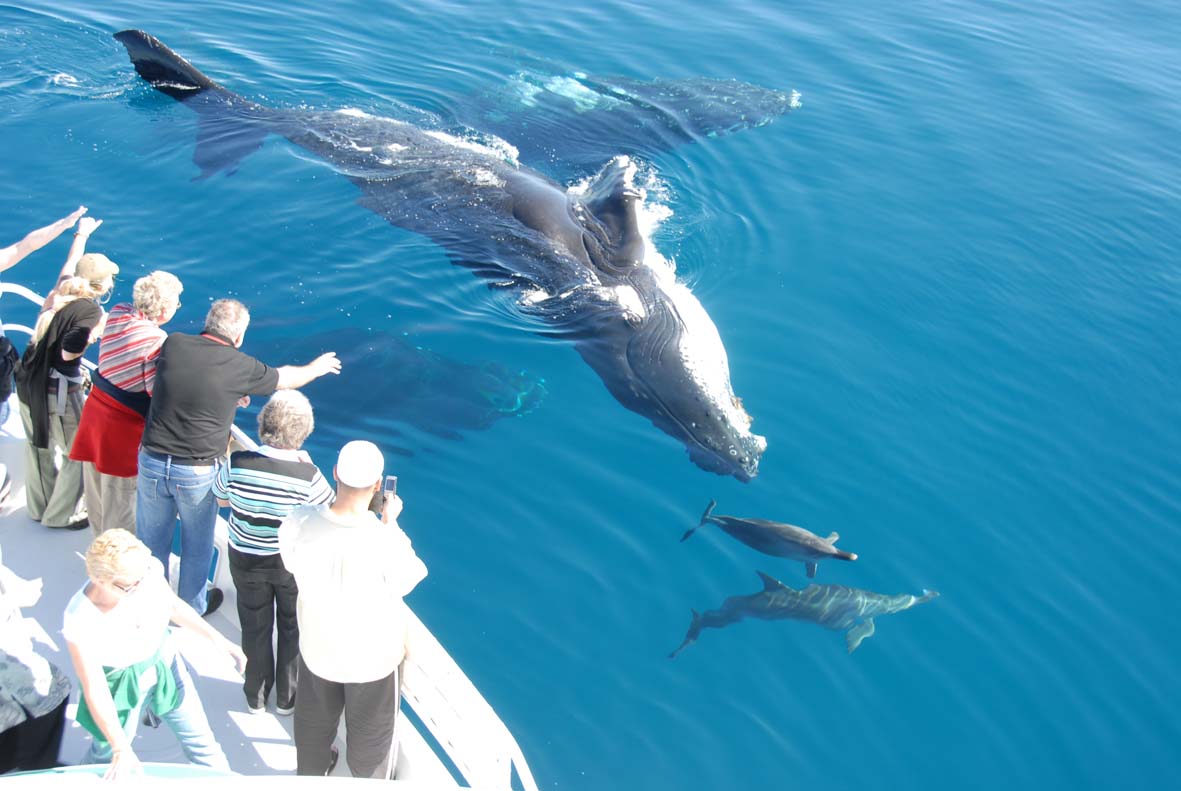 Captain Mike's Whale and Dolphin Watching Tours