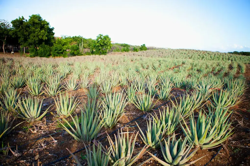 Curacao Aloe Vera Plantation