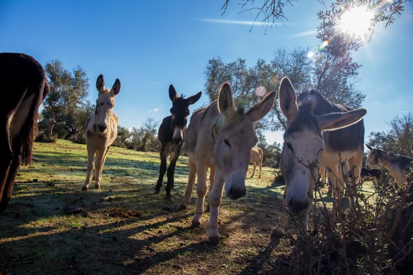 Antigua's Donkey Sanctuary