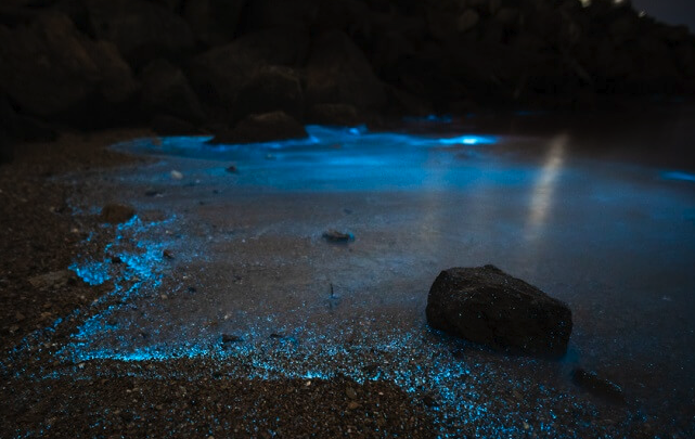 Glow Worm Tour Turks and Caicos