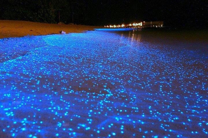 Luminous Lagoon Jamaica