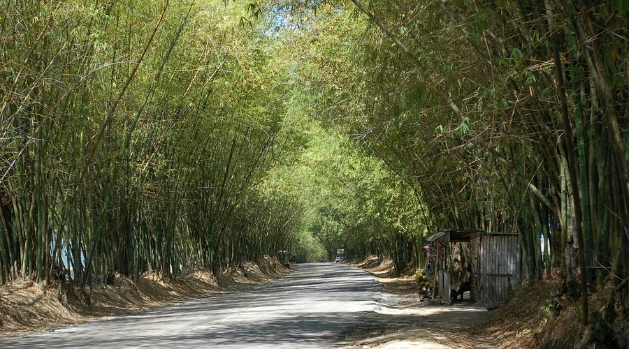 Rose Hall Bamboo Avenue Jamaica