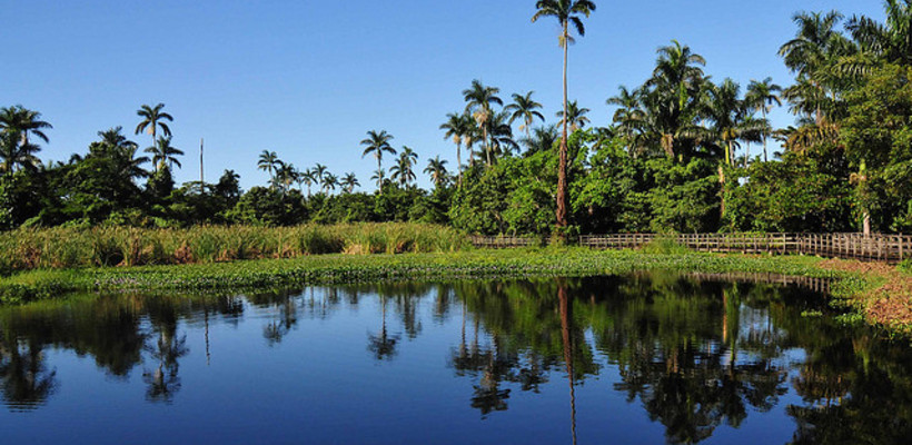 Royal Palm Reserve Jamaica