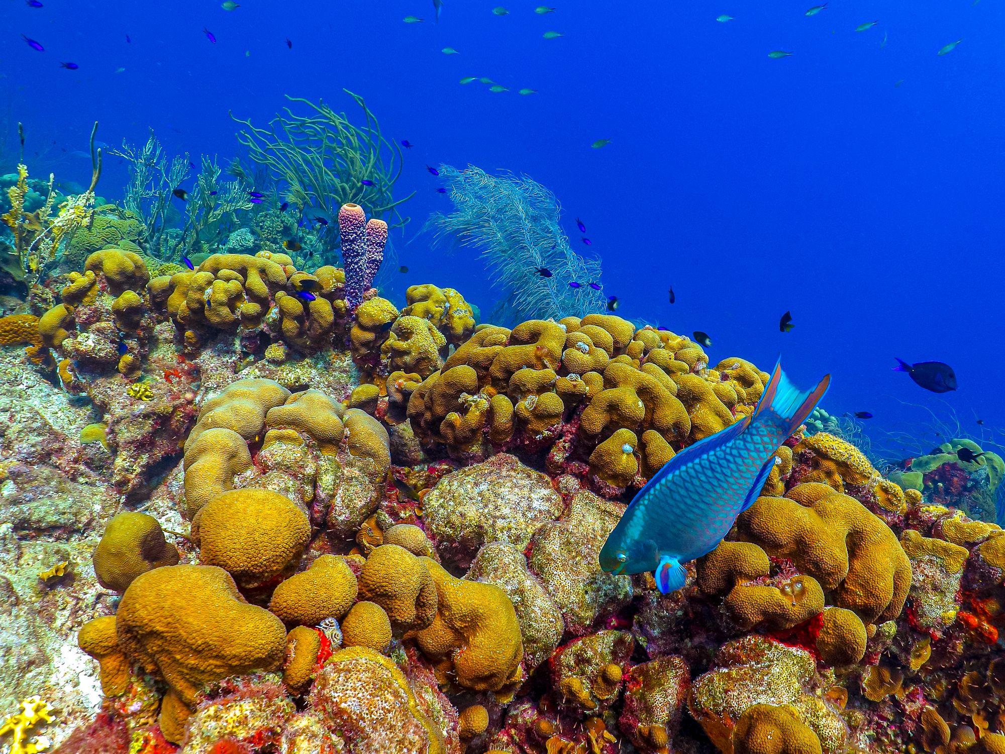 Snorkeling at Coral Gardens Turks and Caicos