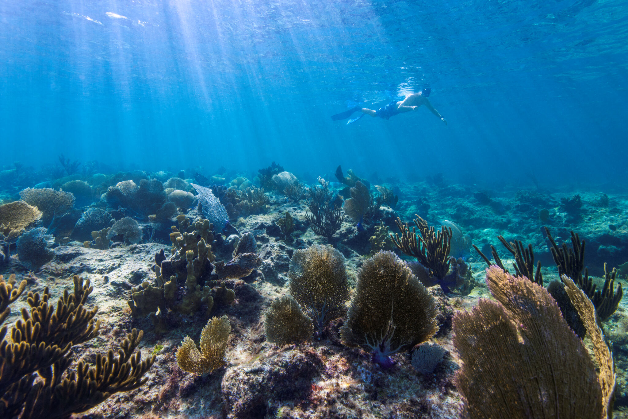 Snorkeling at Leeward Beach Turks and Caicos