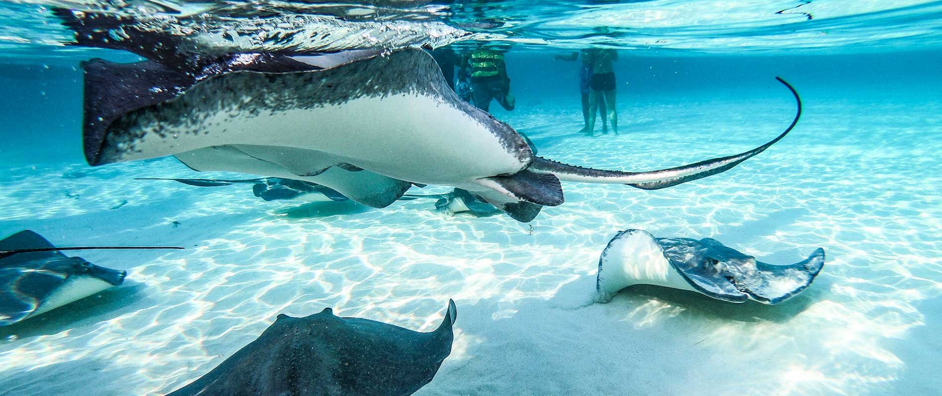 Stingray City Antigua