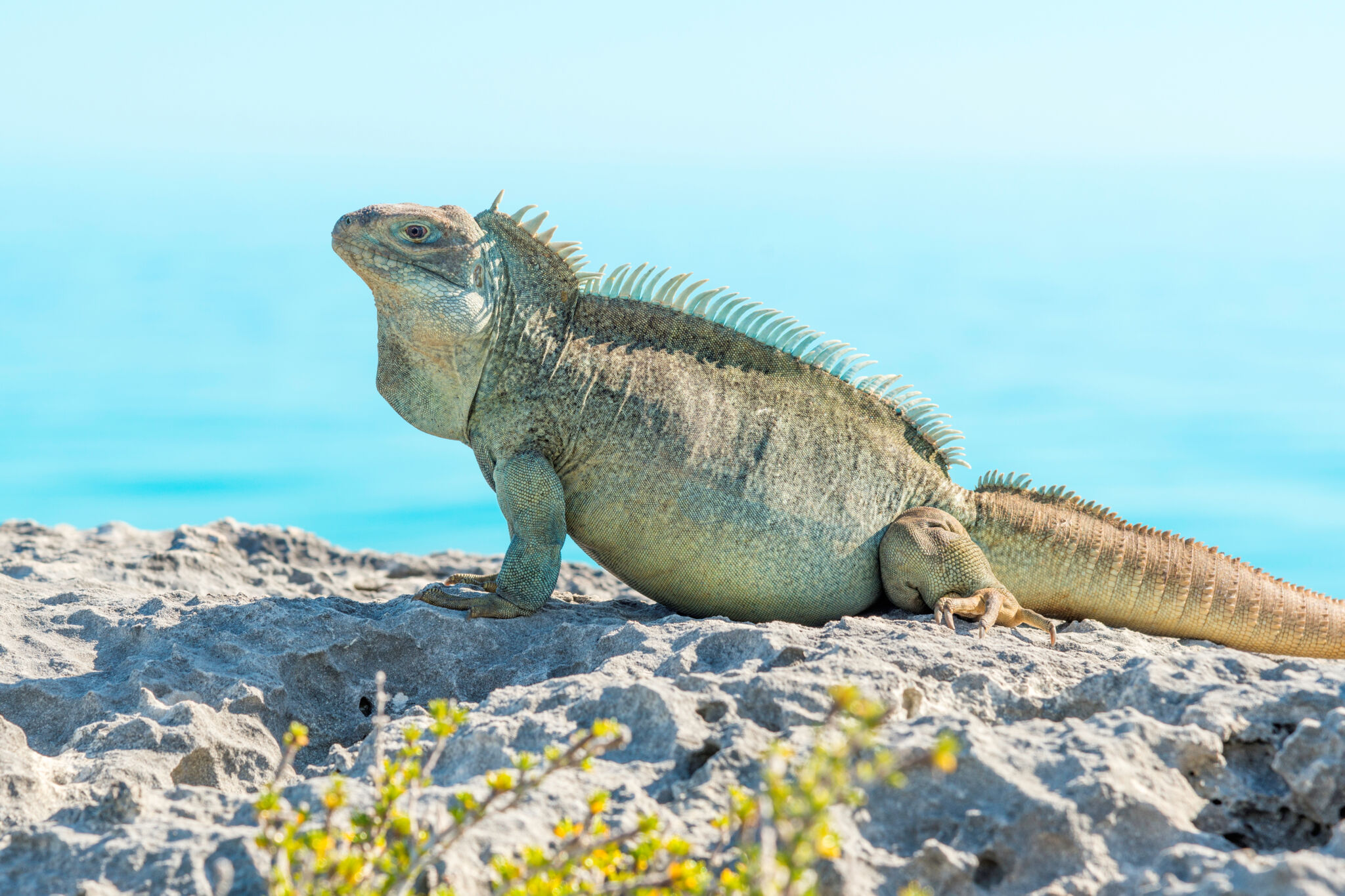 Wildlife Discovery Center Turks and Caicos