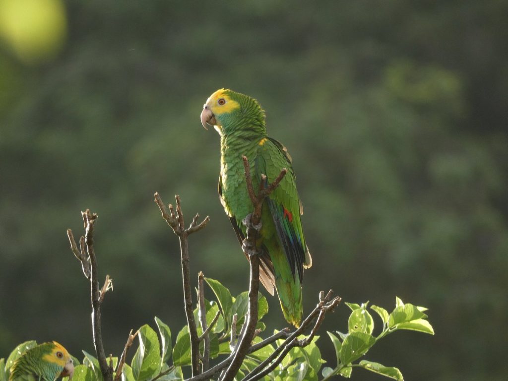 Echo Parrot Sanctuary Bonaire
