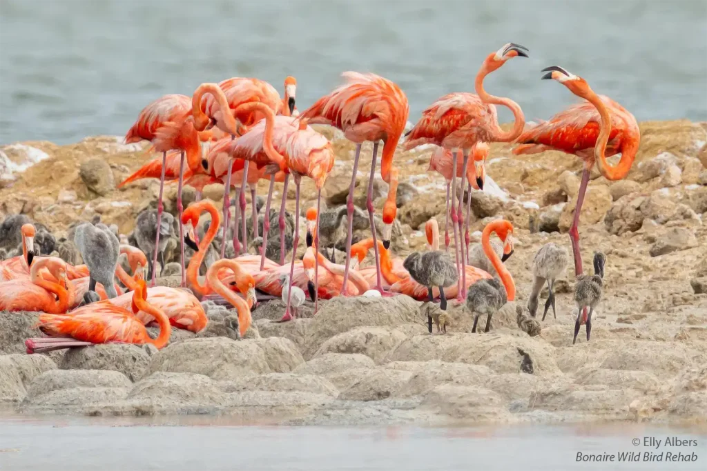 Pekelmeer Flamingo Sanctuary Bonaire