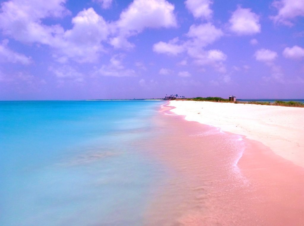 pink sand beach barbuda